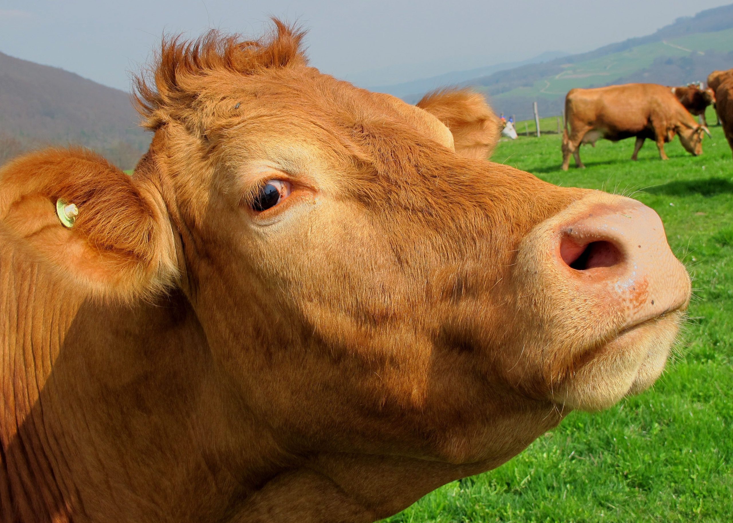 Cow attack compensation claim