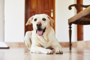 Labrador Dog Bite Claims